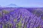 Lavender Field Close Up