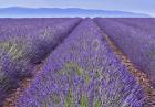 Lavender Rows