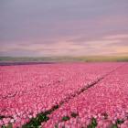Pink Tulip Fields