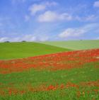 Poppy Field