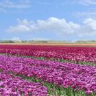 Violet Tulip Fields