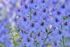 Blue Larkspur Flowers