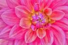 Cerise-Pink Dahlia Flower