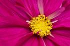 Crimson Pink Cosmos Flower