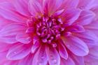 Fuchia-Pink Dahlia