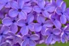 Lilac Flower