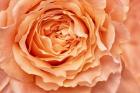 Orange Rose Close Up