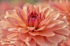Peach Colored Dahlia Flower