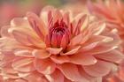 Peach Colored Dahlia Flower