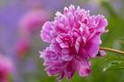 Peony Flower