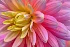 Pink And Yellow Dahlia Flower