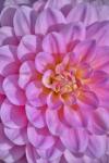 Pink Dahlia Flower