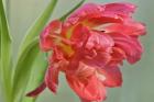 Red Parrot Tulip