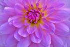 Violet-Pink Dahlia Flower