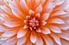 White Orange Dahlia Flower