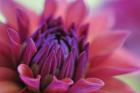 Dahlia Centre Pink Purple