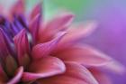 Dahlia Petals Pink Purple