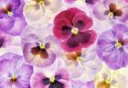 Pansy Passion I