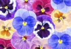 Pansy Passion II