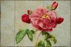 Pink Rose Painted on Wooden Panel