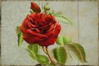 Red Rose Painted on Wooden Panel