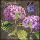 Purple Hydrangea