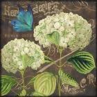 White Hydrangea