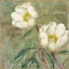 White Christmas Roses