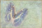 Papillon Butterfly Morpho cypris