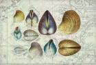 Seashells on Map I