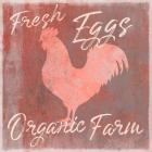 Organic Farm Rooster