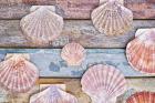 Pecten Shells on Planks