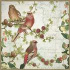 Pine Grosbeak with Snowberry