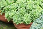 Potted Succulents I