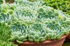 Potted Succulents II