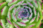 Sempervivum Close Up