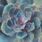 Succulent Beauty I