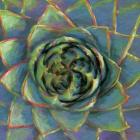 Succulent Beauty II