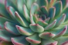 Succulent Close Up I