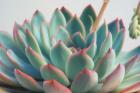 Succulent Close Up II