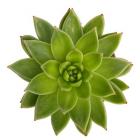 Succulent Cut Out 1