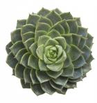 Succulent Cut Out 3