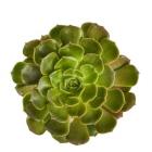 Succulent Cut Out 4