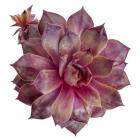 Succulent Cut Out 6