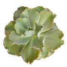 Succulent Cut Out 7