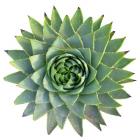 Succulent Cut Out 9