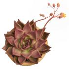 Succulent Cut Out 11