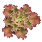 Succulent Cut Out 13