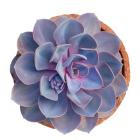 Succulent Cut Out 14