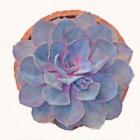 Succulent Watercolor Study